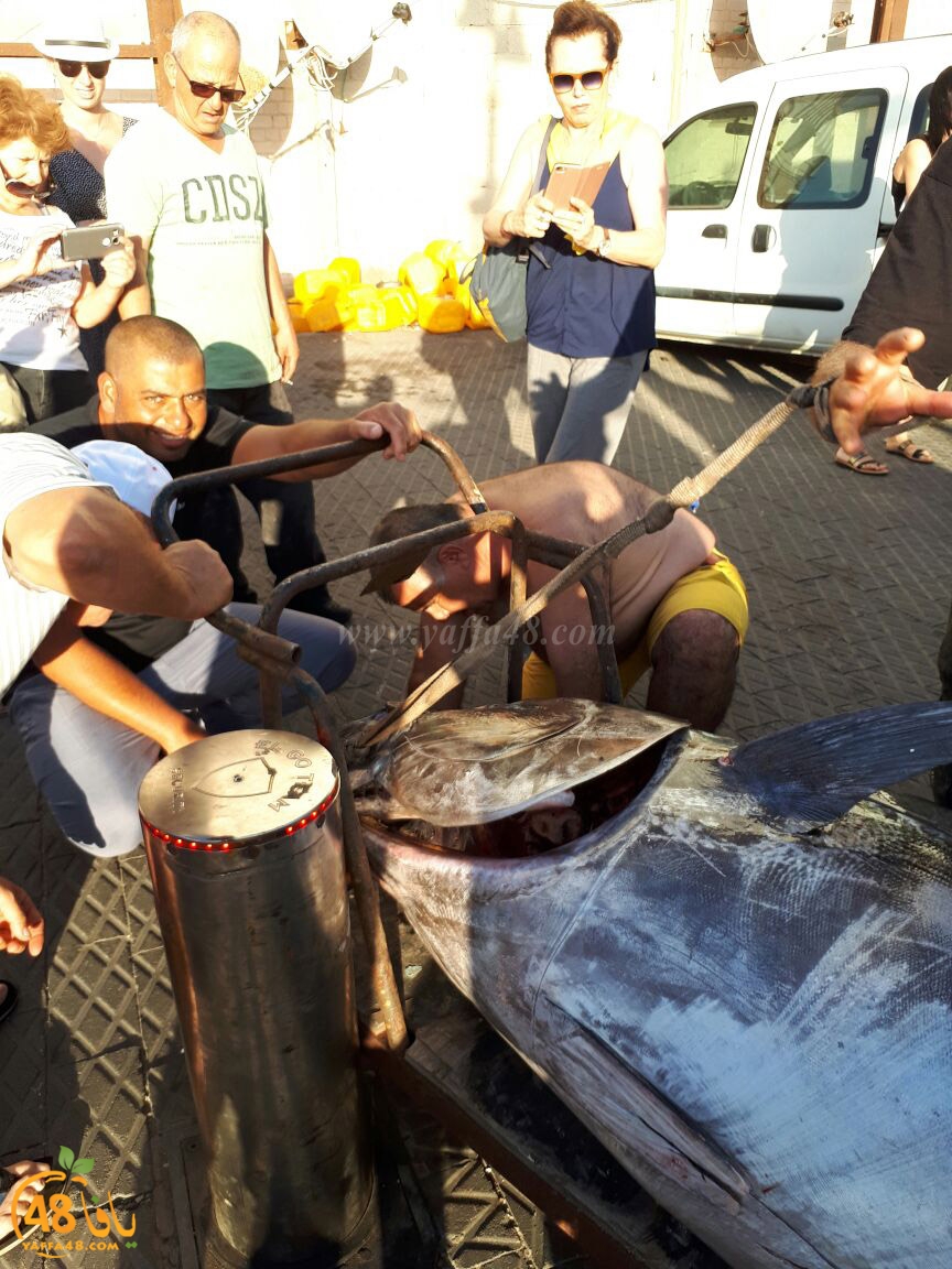 tuna fish yaffa (8).jpg